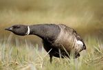 Brent Goose - defensive position.jpg