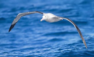 Albatrosses range over huge areas of ocean and regularly circle the globe.