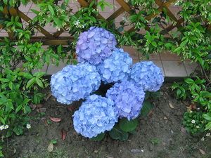 Hydrangea macrophylla.jpg