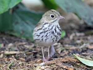 Ovenbird RWD2011b.jpg