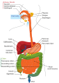 Digestive system
