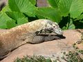 Varanus komodoensis3.jpg
