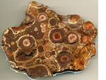 Chertified pisolitic bauxite (wet, cut surface; 11.7 cm across) from Arkansas, USA.jpg