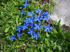 Gentiana verna, the spring gentian, flourishes in dry limestone habitats.[18]