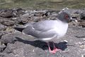 Swallow-tailed Gull in flight, showing wing patterns.