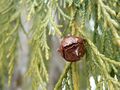 Cupressus nootkatensis 43603.jpg