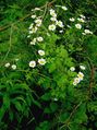 Tanacetum parthenium3.jpg