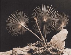 الدودة الريشية Sabella pavonia ساكنة الأنابيب.