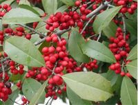 Americanholly 8046.JPG