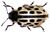 Chrysomela vigintipunctata
