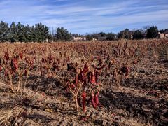 New Mexico chiles dried on the plant in Mesilla, New Mexico