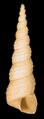 Turritella communis, many-whorled shell of tower snail