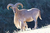 Barbary Sheep.png