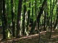 A deciduous broadleaf (Beech) forest in Slovenia.