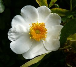 Rosa bracteata 4.jpg