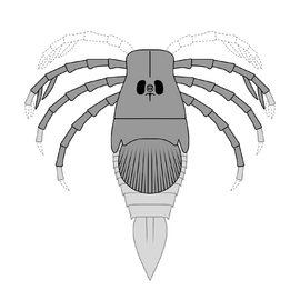 Megarachne was a large freshwater eurypterid from South America that was originally misidentified as a spider