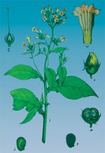 أ. الساق، ب ـ الأسدية، ج ـ المدقة والميسم، دـ الثمرة، هـ ـ مقطع في الثمرة، و ـ البذرة قبل النضج، زـ بذرة ناضجة.