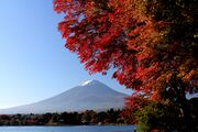 Autumn leaf color and Mount Fuji with snow seen from Lake Kawaguchi, Japan.