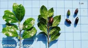 Curitiba prismatica.jpg