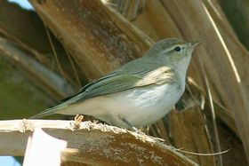 صورة معبرة عن الموضوع نقشارة بونلي الشرقية