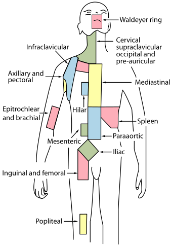 Lymph node regions.svg
