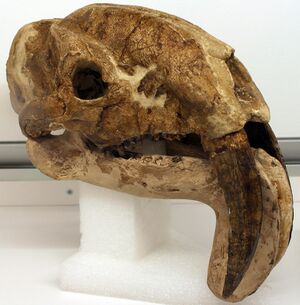 Thylacosmilus Holotype FMNH.jpg