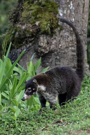 WNCoati Alajuela CR.png