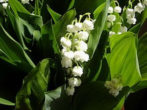 لؤلؤات الوادي.jpg