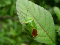 Acanthosoma labiduroides female01.JPG