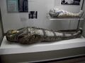 Mummies from the Walton Hall of Ancient Egypt.