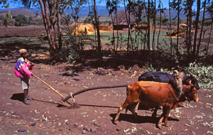 Gurage region , Ethiopia.tif