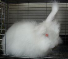 Japanese Angora (August 2009)
