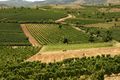 Vineyards in Tikveš region.