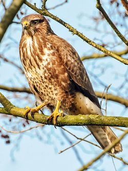 Buteo buteo -Netherlands-8.jpg