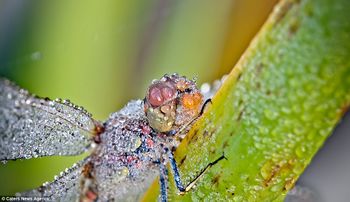 Is my picture dew? This dragonfly looks positively soaked by the clinging drops of water.