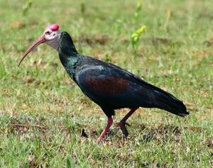 Southern Bald Ibis (Geronticus calvus) (29865447691).jpg