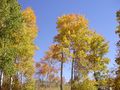 2012-10-18 001 Aspen in Harrison Pass.jpg