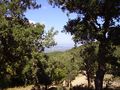 Cork oaks populate the Massif des Maures countryside.