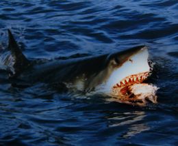 صورة لقرش فاغر شدقه بالقرب من سطح الماء.