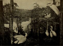 عينات محشوة في المتحف الأمريكي للتاريخ الطبيعي.