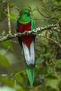 Quetzal (Pharomachrus mocinno)