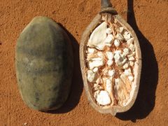 Baobab - fruit (8750413322).jpg