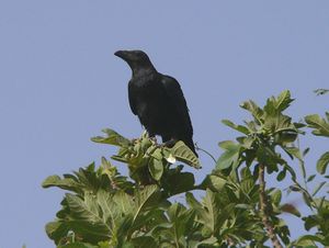 Brown-necked raven.jpg