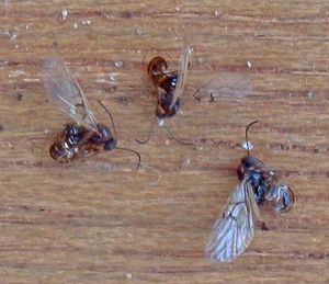 Eikennapjesgal Neuroterus albipes forma laeviusculus-levelsadjust-mask.jpg