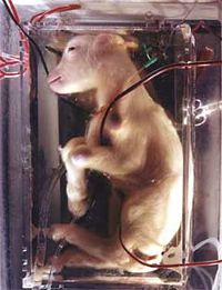 Growing cheep Baby In Artificial Womb Uterus Fetus.jpg