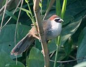 Chestnut-capped-Babbler (8713230888).jpg