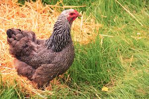 Dark Brahma hen, Oregon.jpg