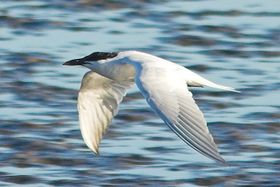 صورة معبرة عن الموضوع خرشنة نيلية