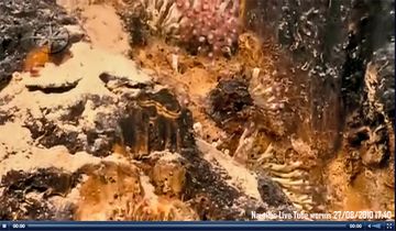 ديدان أنبوبية على عمق 900 م