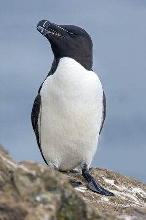 Razorbill (Alca torda) Skomer.jpg